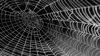Will disposable plastic bags soon be made from “vegan spider silk”?