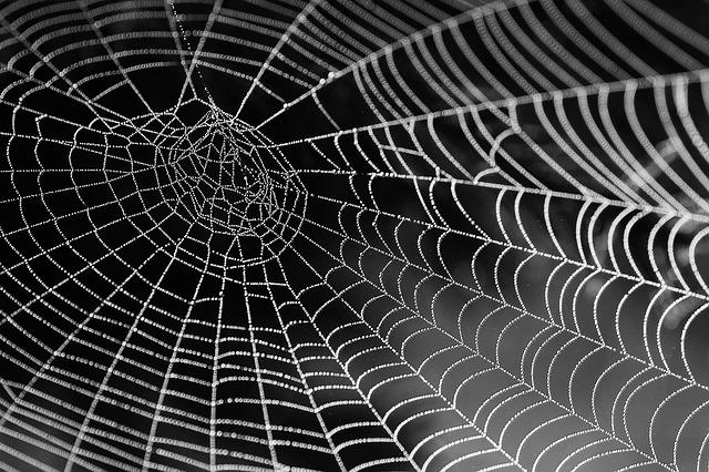 Will disposable plastic bags soon be made from “vegan spider silk”?
