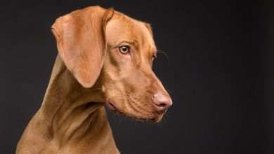 Archaeologists had learned when and why ancient people first tamed dogs