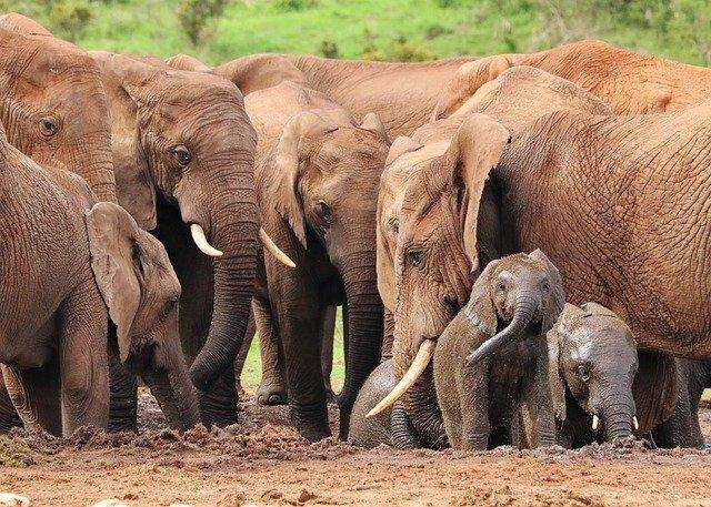How African elephants gossip about people