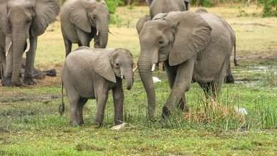 More than 150 thousand residents evacuated in China due to 15 wandering elephants