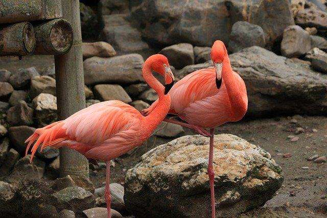 The most beautiful birds on Earth