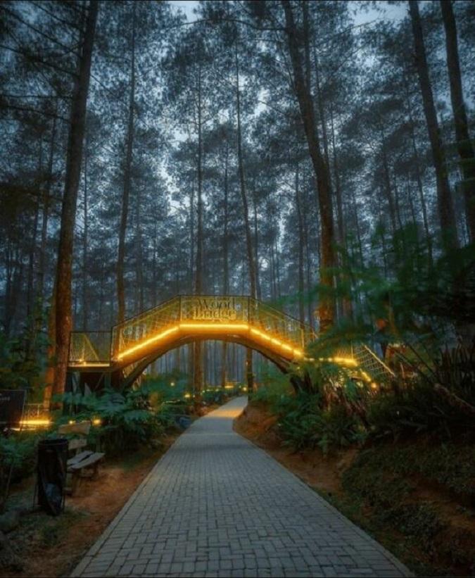 Forest fire bridge in the land of orchids