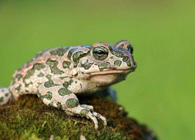 Frogs have lost their teeth more than 20 times throughout history