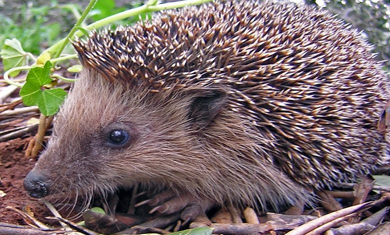 How hedgehogs destroy New Zealand: thorny people’s enemies