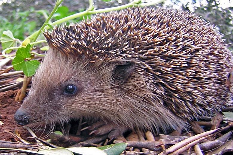 How hedgehogs destroy New Zealand: thorny people’s enemies