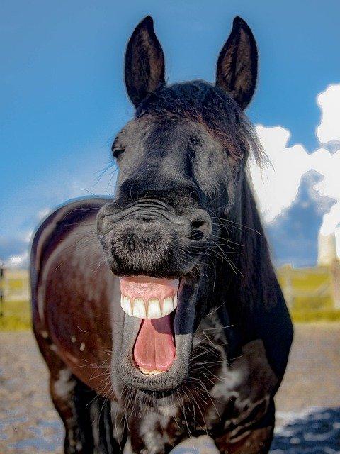 At least 65 animal species can laugh: what is its function? 