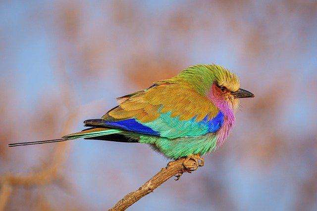The most beautiful birds on Earth