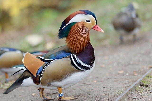 The most beautiful birds on Earth