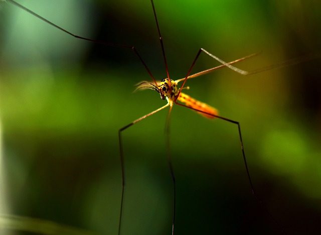 Why do mosquitoes bite some people and not others? Reason and ways to escape