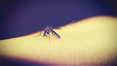 Why mosquitoes bite some people