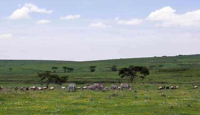 African Noah’s Ark: Why Tanzania animals can’t leave Ngorongoro Crater