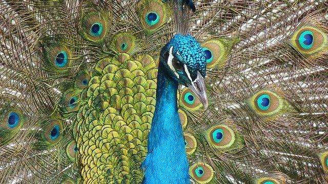 The most beautiful birds on Earth
