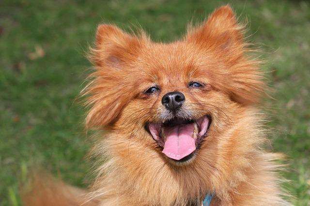 At least 65 animal species can laugh: what is its function?