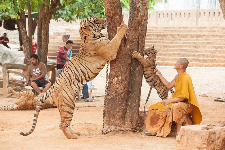 Why the famous tiger monastery in Thailand was closed