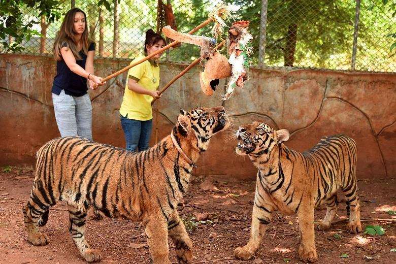 Why the famous tiger monastery in Thailand was closed