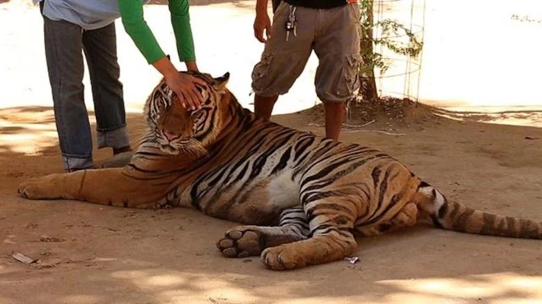 Why the famous tiger monastery in Thailand was closed