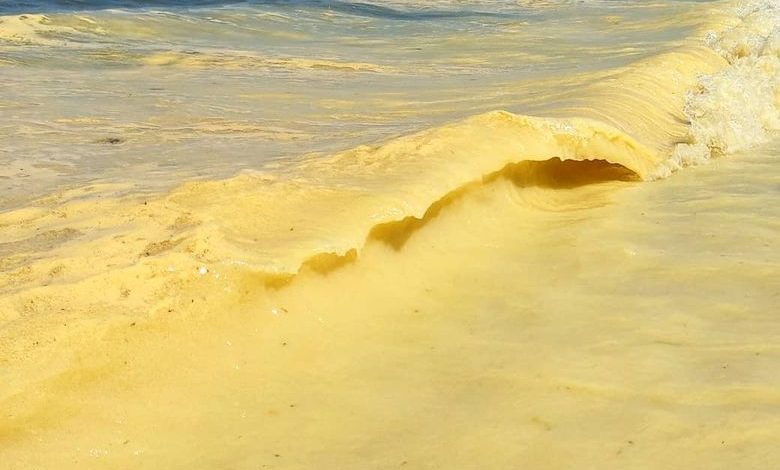 The waters of the Baltic Sea turned bright yellow