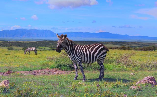 African Noah’s Ark: Why Tanzania animals can’t leave Ngorongoro Crater