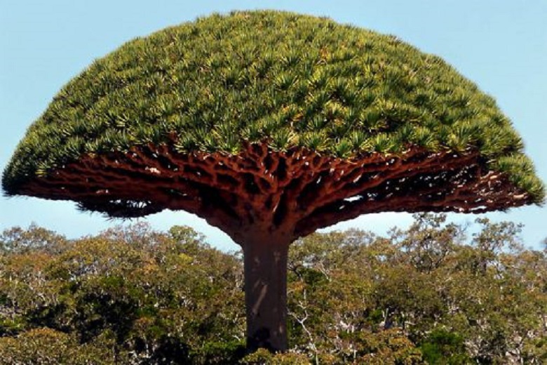 Earthly paradise in the middle of Indian Ocean: How Socotra Island looks like