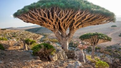 Earthly paradise in the middle of Indian Ocean: How Socotra Island looks like