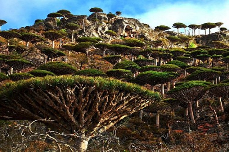 Earthly paradise in the middle of Indian Ocean: How Socotra Island looks like