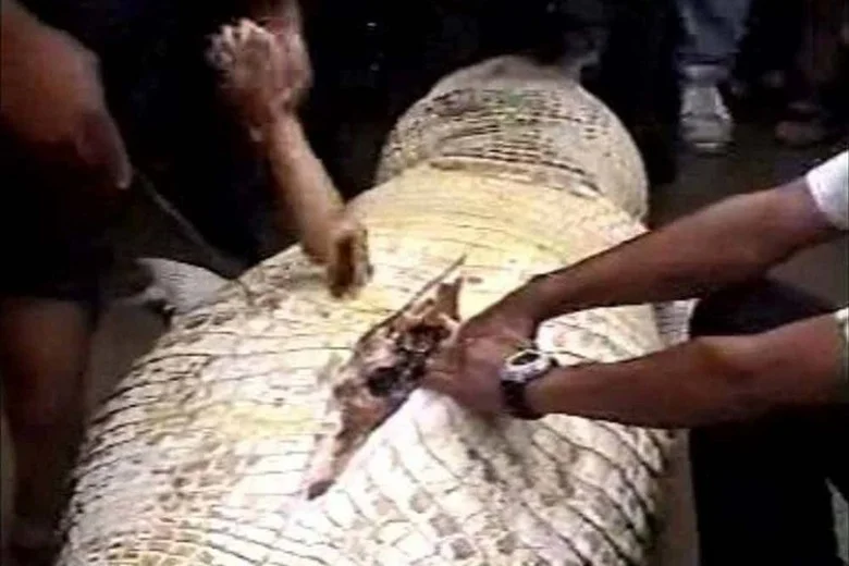 10 weirdest things found in animal stomachs