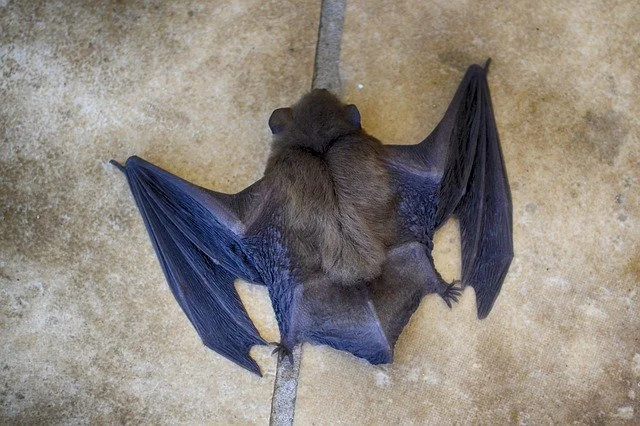 A new “similar” to SARS-CoV-2 discovered in bats in England