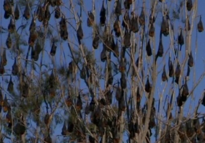 The inviolable bats in Batemans Bay (Australia)