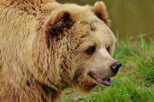 Bears getting food in Luchegorsk (Siberia, Russia)