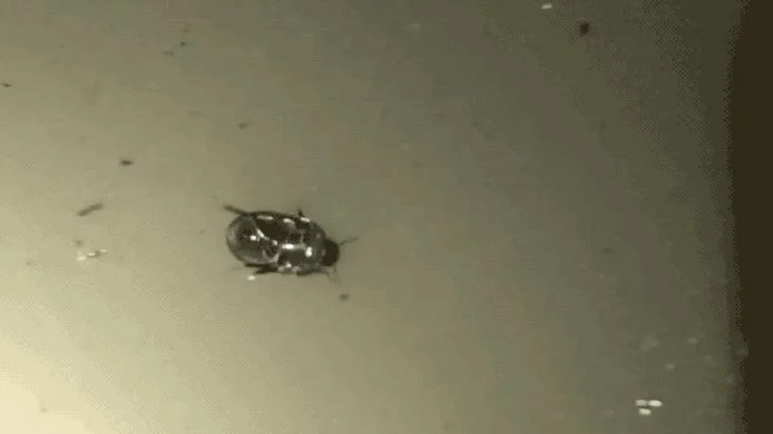 World-first acrobatic Beetle: it can run upside down under water