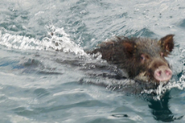Wild boars that swim to Kakara (Japan)