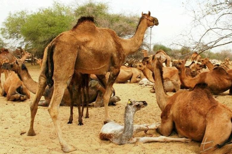 Camels in search of water (Australia)