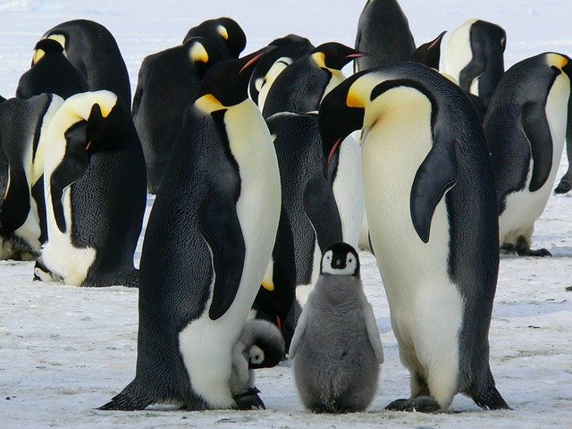 Penguins of the Betty’s Bay (South Africa)