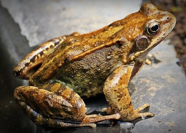 Millions of frogs in Oconto (USA)
