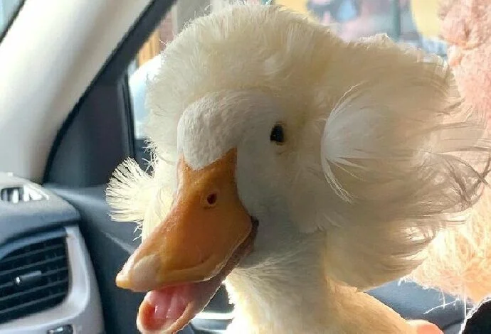 A duck named Gertrude and what she became famous for