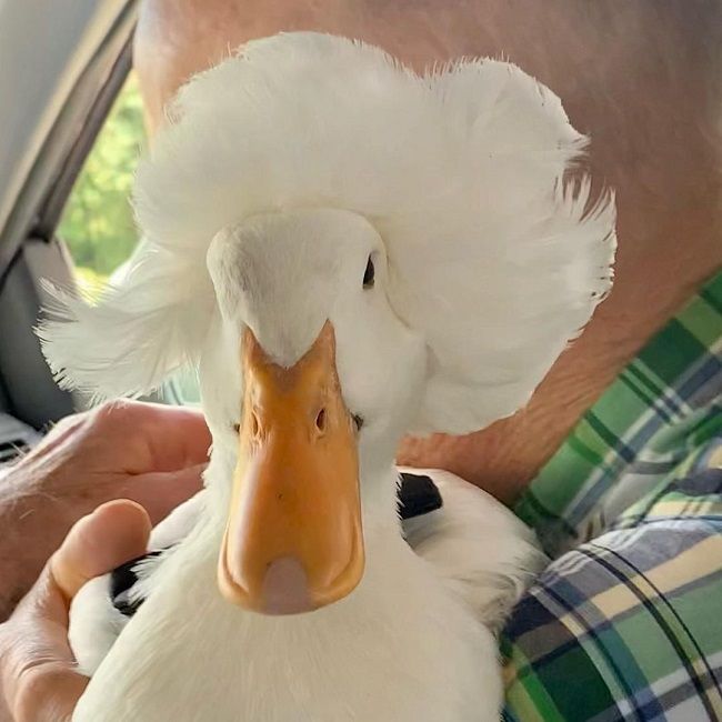 A duck named Gertrude and what she became famous for