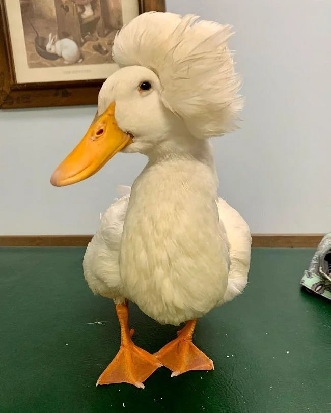 The famous duck