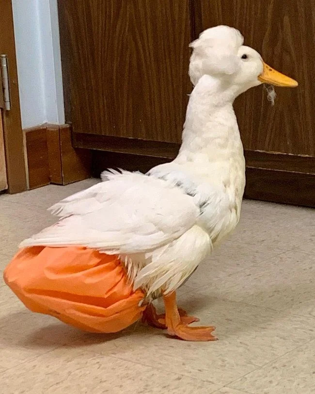 The famous duck Gertrude