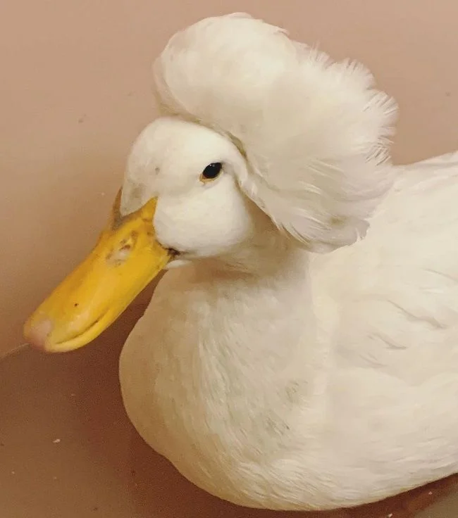 Gertrude