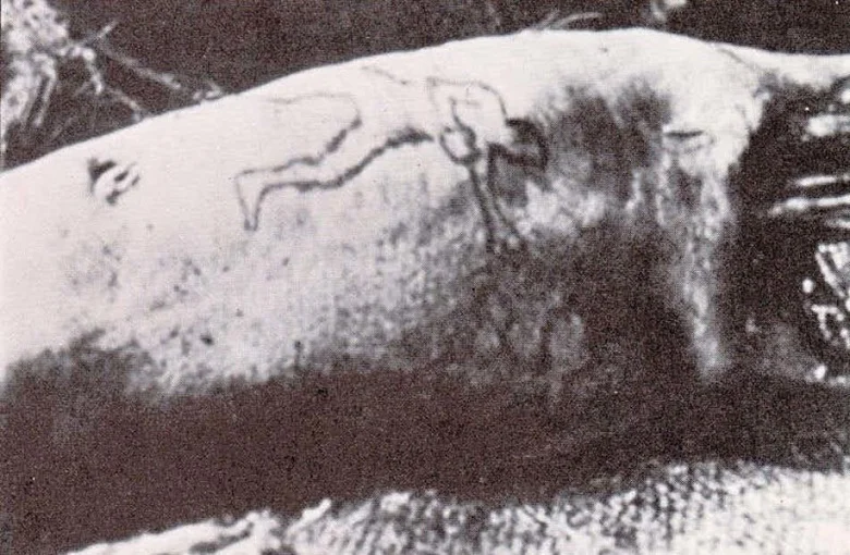 10 weirdest things found in animal stomachs