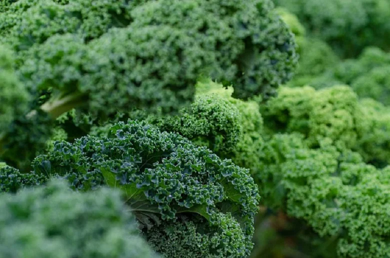 Five superfoods to add to your diet