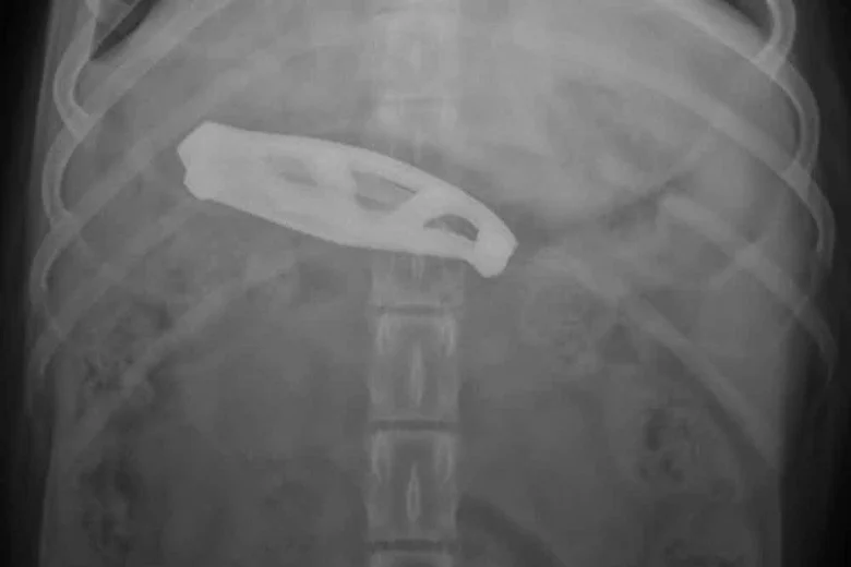 10 weirdest things found in animal stomachs