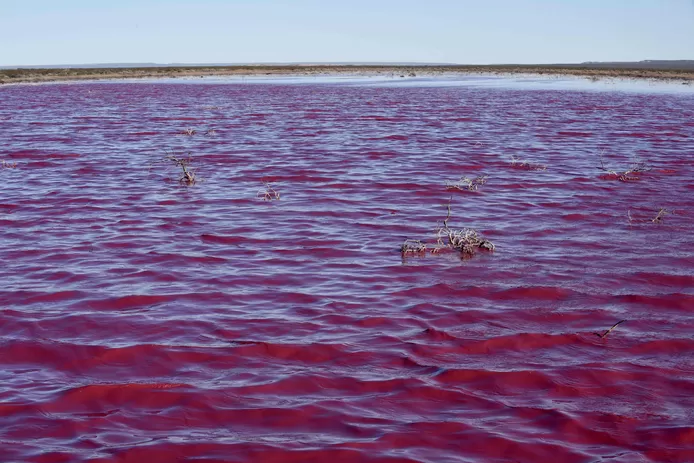 Lagoon in Patagonia turns pink due to pollution