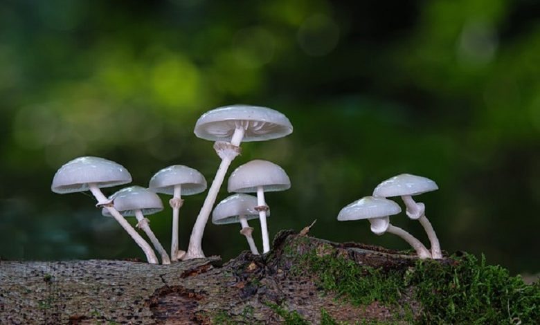 5 beneficial properties of mushrooms that you might not know about