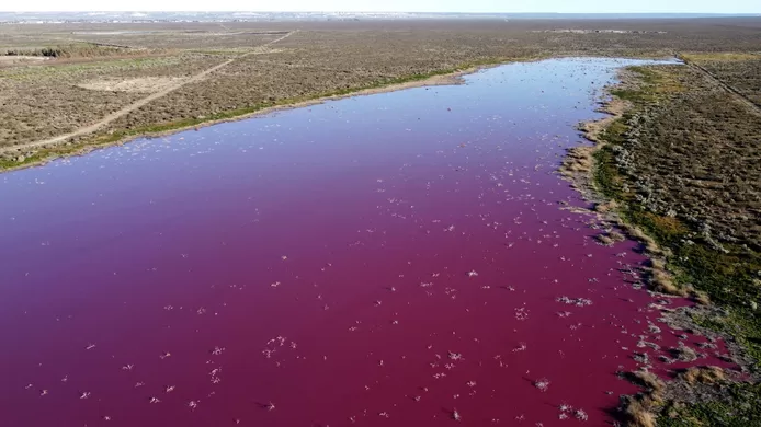 Lagoon in Patagonia turns pink due to pollution 