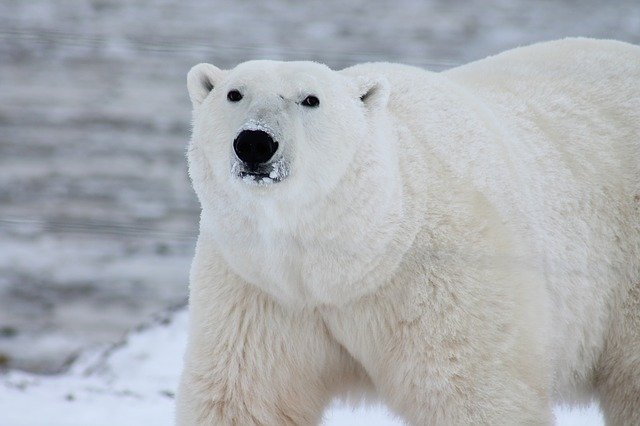 Bears are asking for food in Churchill (Canada)