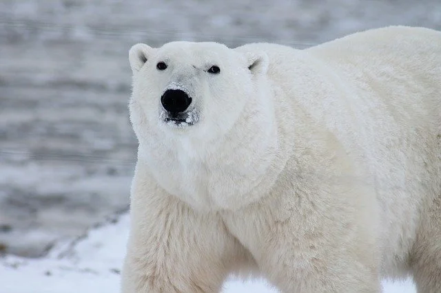 Bears are asking for food in Churchill (Canada)