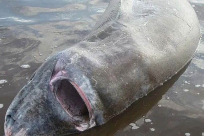 10 weirdest things found in animal stomachs