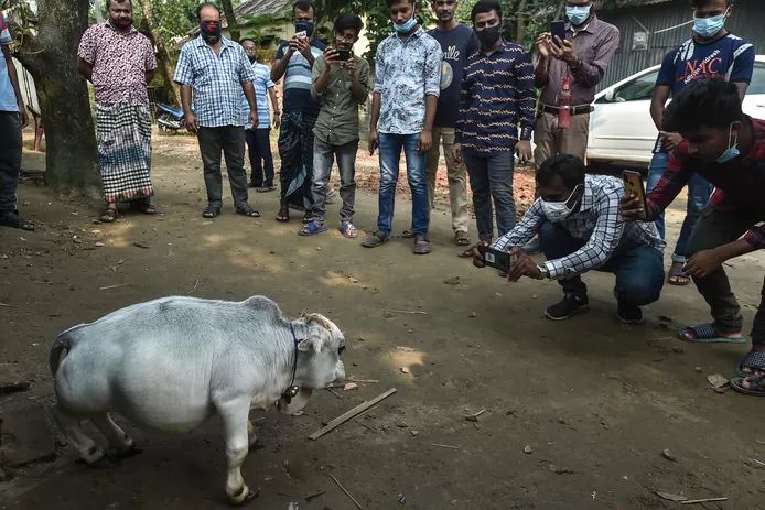 In Bangladesh, thousands of people flock to a farm in Charigram every day to visit the dwarf cow, Rani.